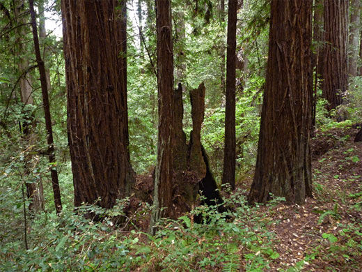 Grizzly Creek Trail