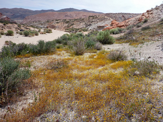 Yellow flowers at Red Rock Canyon