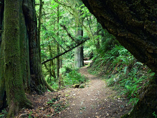 Level section of the Hatton Trail