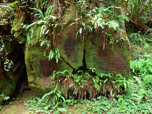 Moss and ferns