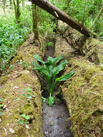 Skunk cabbage