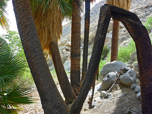 Burnt tree in Hellhole Canyon