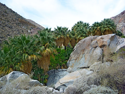 Above the largest grove