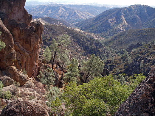 Wooded ravine, Pinnacles National Park