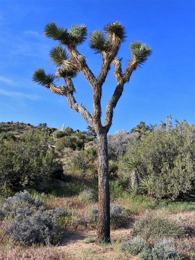 Lone Joshua tree