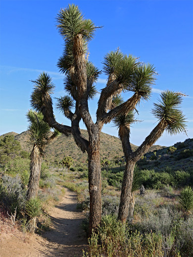 Group of Joshua trees