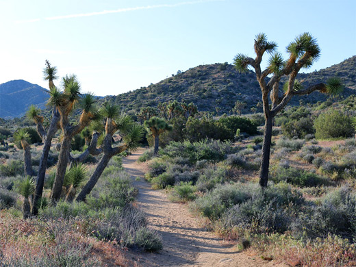 Start of the  High View Trail