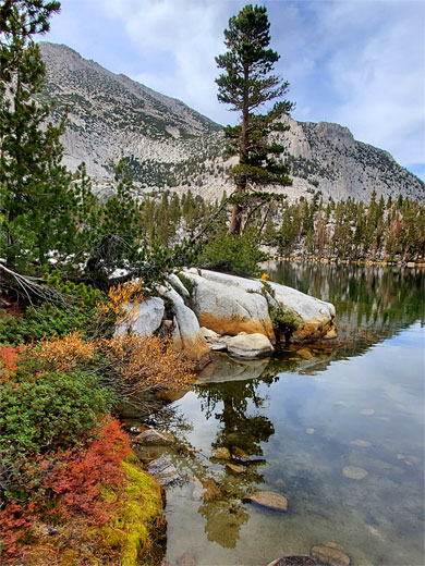 Isolated tree