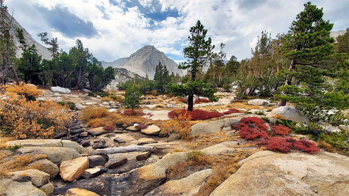 Colorful vegetation