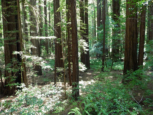 Forest floor, along the Homestead Trail