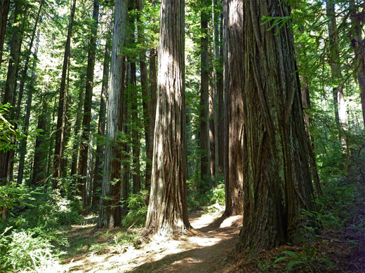 Differently-sized redwoods