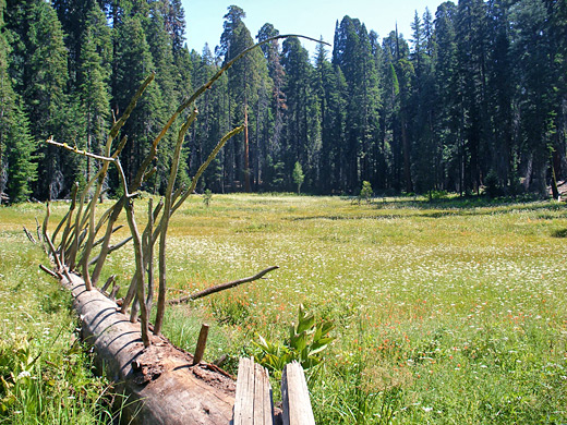 Fallen tree across Huckleberry Meadow