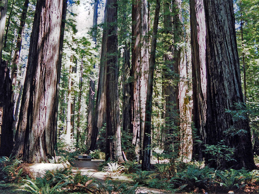 Giant Tree, in the Rockefeller Forest