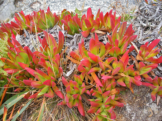 Ice plants