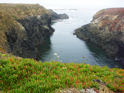 Iceplants by an inlet