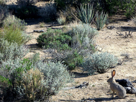 Jackrabbit