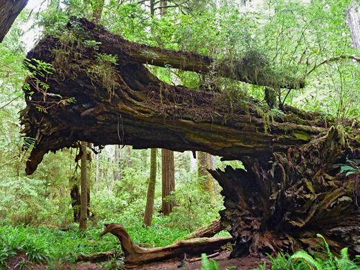 Two fallen trees, James Irvine Trail