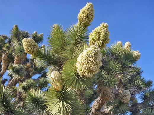 Joshua tree flowers