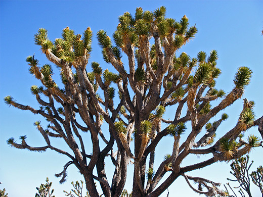 Joshua tree