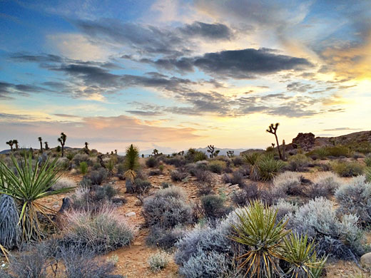 Joshua Tree National Park