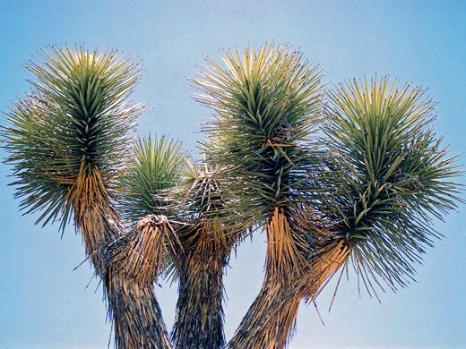 Joshua tree branches