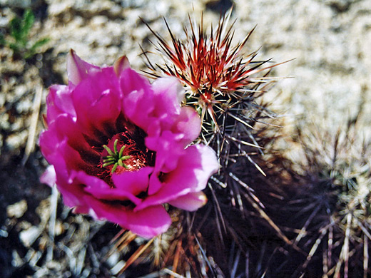 Engelmann's hedgehog cactus flower