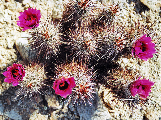 Nine stem cluster