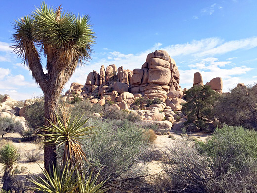 Joshua tree and rocks