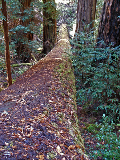 The Kent Tree at Muir Woods