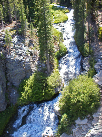 Trees beside Kings Creek