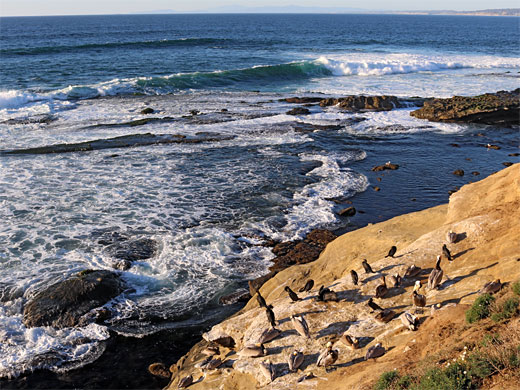 Pelicans and cormorants