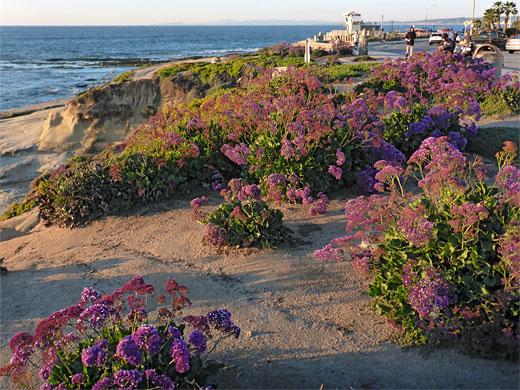 Wavy-leaf sea lavender