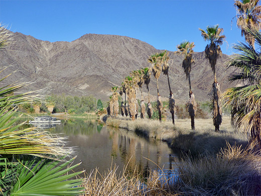 Palm trees lining Lake Tuendae