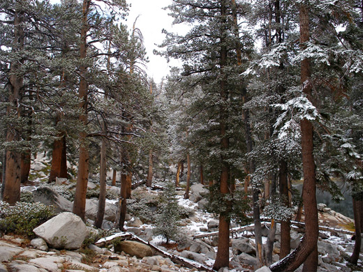 Snowy trees