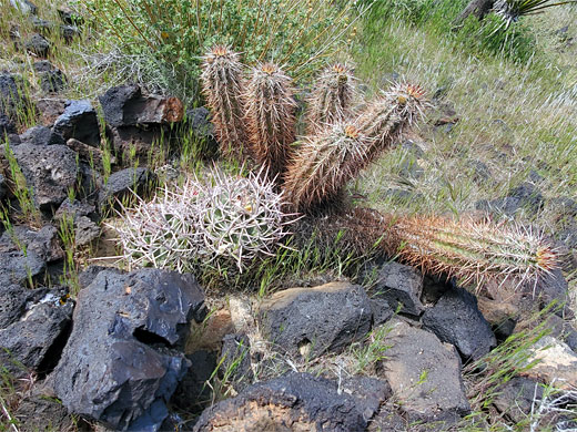 Two cactus species