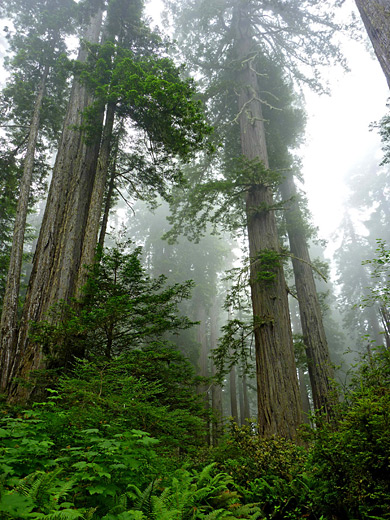 Ferns and redwoods, Lady Bird Johnson Grove