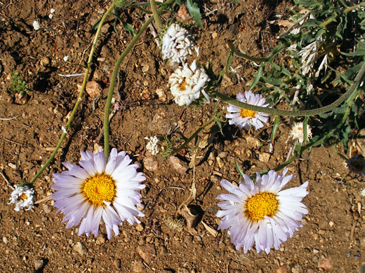 Pale pink flowers