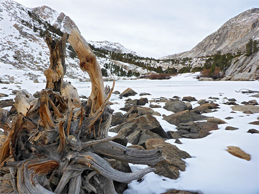 Ancient tree roots beside Loch Leven