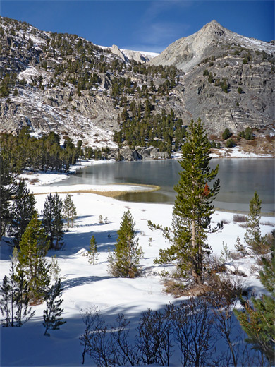 Snowy trees