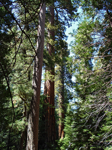 Group of trees; sequoias and pines
