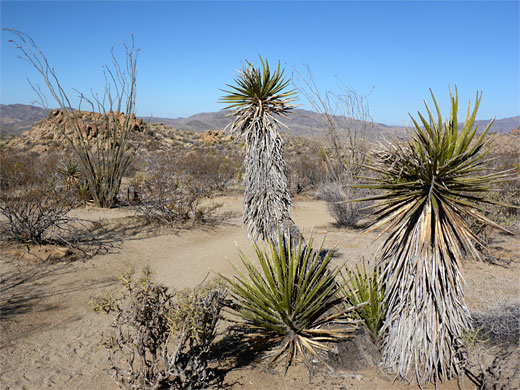 Ocotillo and yucca