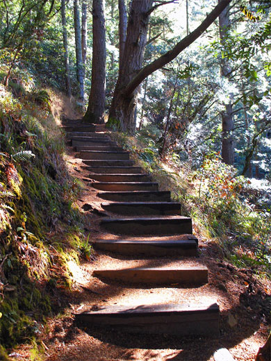 Steps on the Lost Trail
