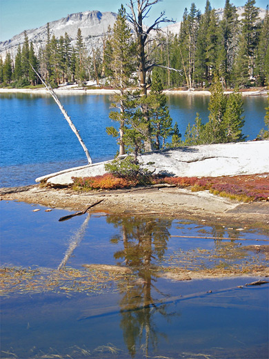 Trees by the waters of Lower Cathedral Lake