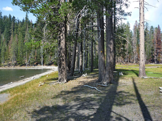 Trees by Lower Twin Lake
