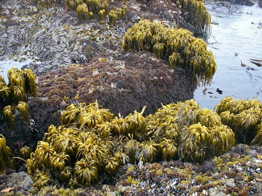 Sea palms, kelp and mussels, on rocks at low tide