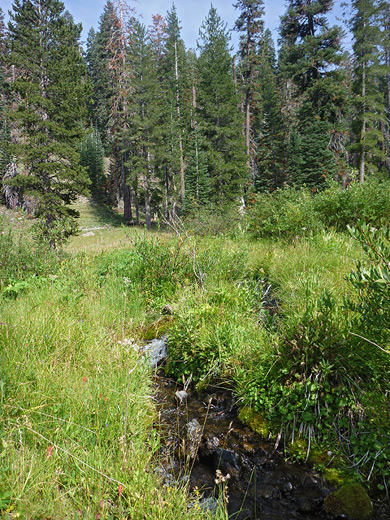 Manzanita Creek tributary stream