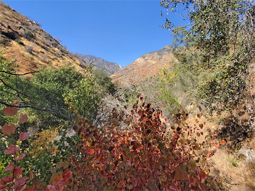 Trees and bushes