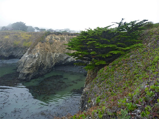 Cypress tree at the edge of the bluffs