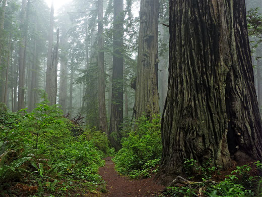 Prairie Creek Redwoods State Park