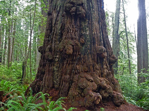 Big tree at Prairie Creek Redwoods State Park